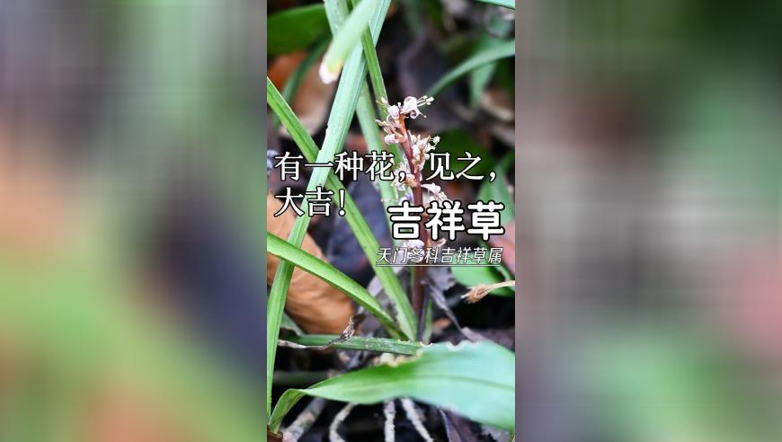 2025奥门资料免费大全,精准解释落实及其象征意义_增强版V8.13