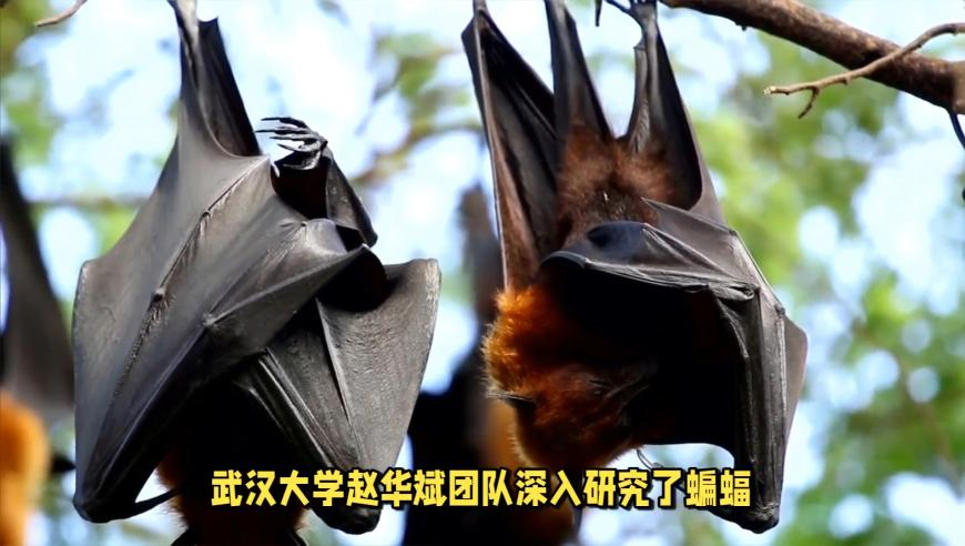 新澳开奖结果记录查询表,舒淇眼波流转,多元化方案执行策略_投资版V15.17